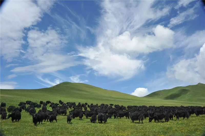 銀川伊百盛生物工程有限公司 銀川伊百盛生物工程有限公司