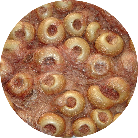 銀川伊百盛生物工程有限公司 銀川伊百盛生物工程有限公司