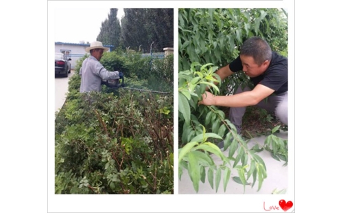 美化廠區(qū)環(huán)境 樹(shù)立良好形象