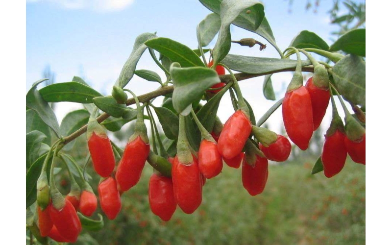 枸杞的分類，什么是枸杞原漿？